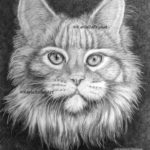 graphite pencil drawing, tabby cat, karla bailey art