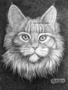 graphite pencil drawing, tabby cat, karla bailey art